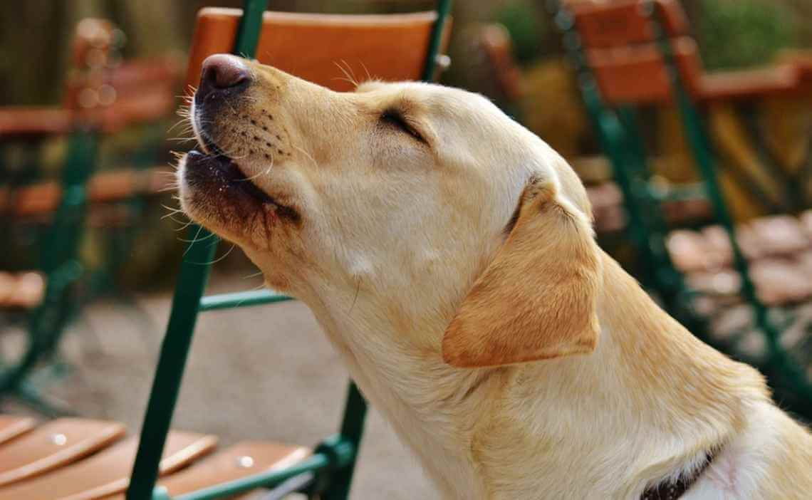 Understanding The Meaning Behind Different Sounds Your Dog Makes 