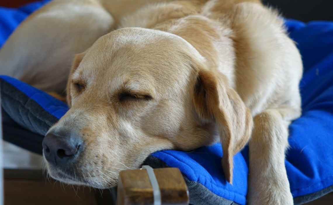 yellow lab sleeping in bed eyes closed - Canine Campus Dog Daycare ...