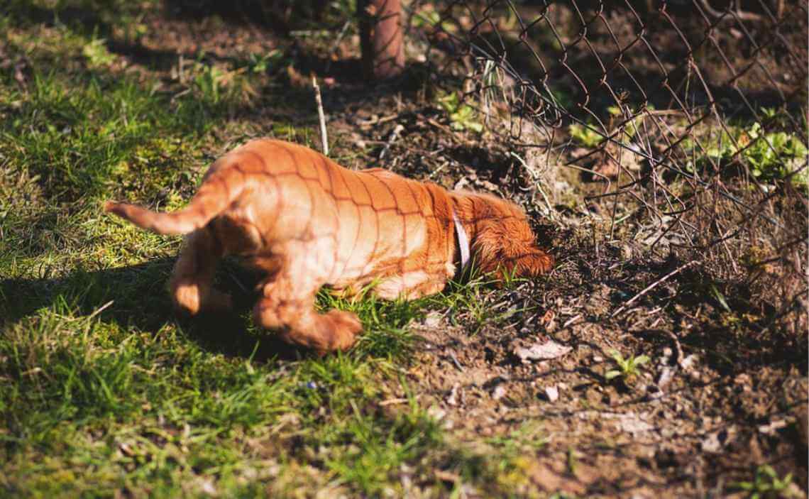 dog digging in yard