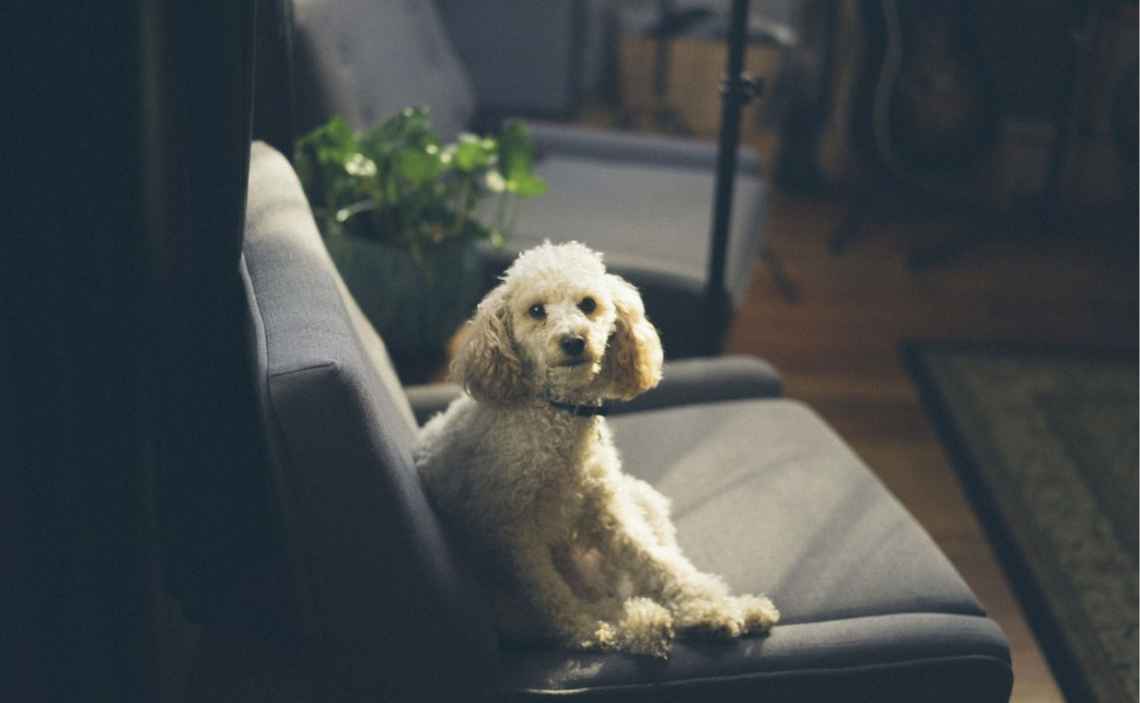 dog on couch annoying behaviors