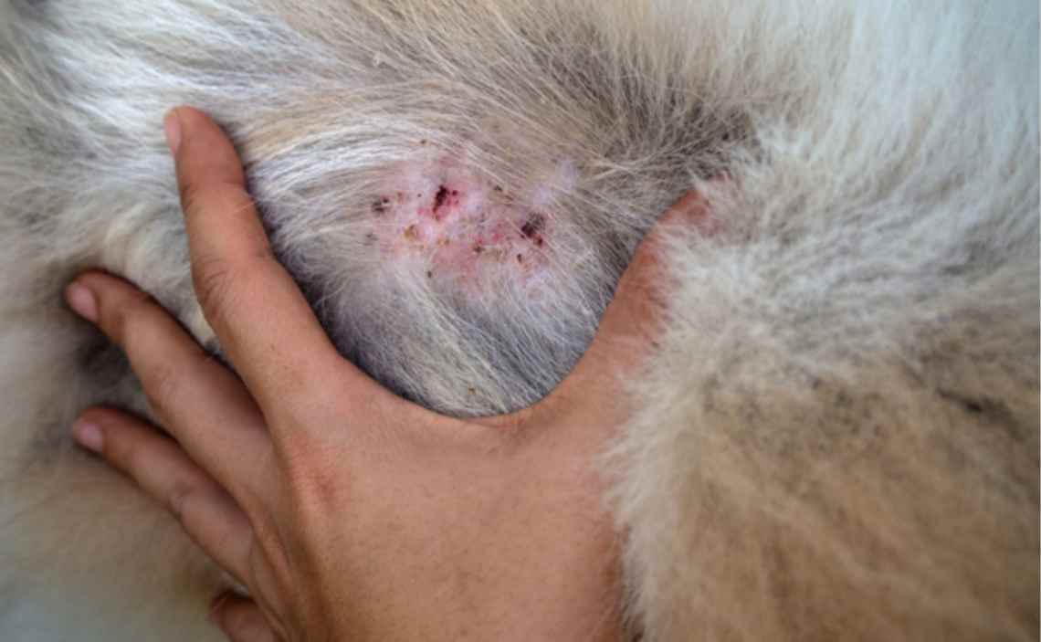 What Every Dog Owner Should Know About Skin Lumps And Bumps In Dogs 