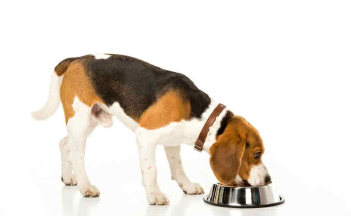 5 Signs Your Dog Has Food Allergies Blog Image