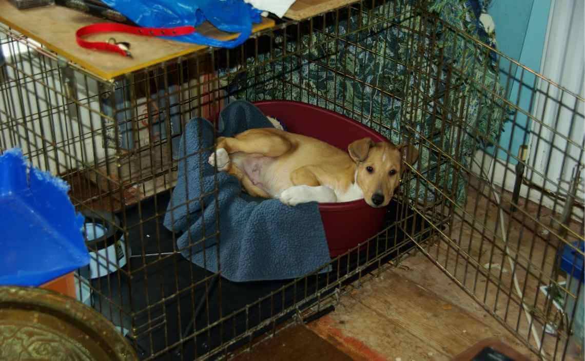 dog in tub in crate - Canine Campus Dog Daycare & Boarding