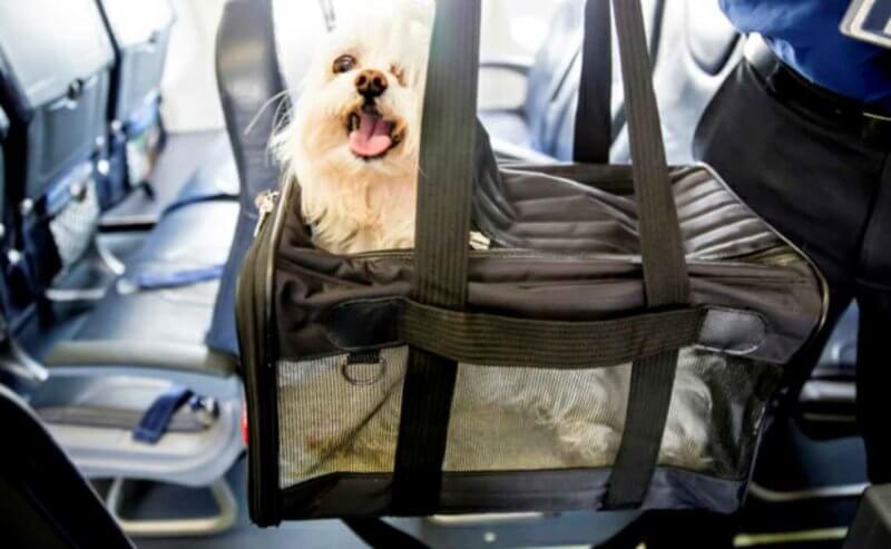 Everything You Need to Know About Flying with Your Dog - Canine Campus ...