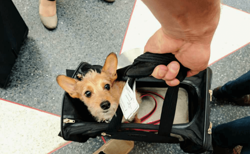 Everything You Need To Know About Flying With Your Dog - Canine Campus Dog Daycare & Boarding