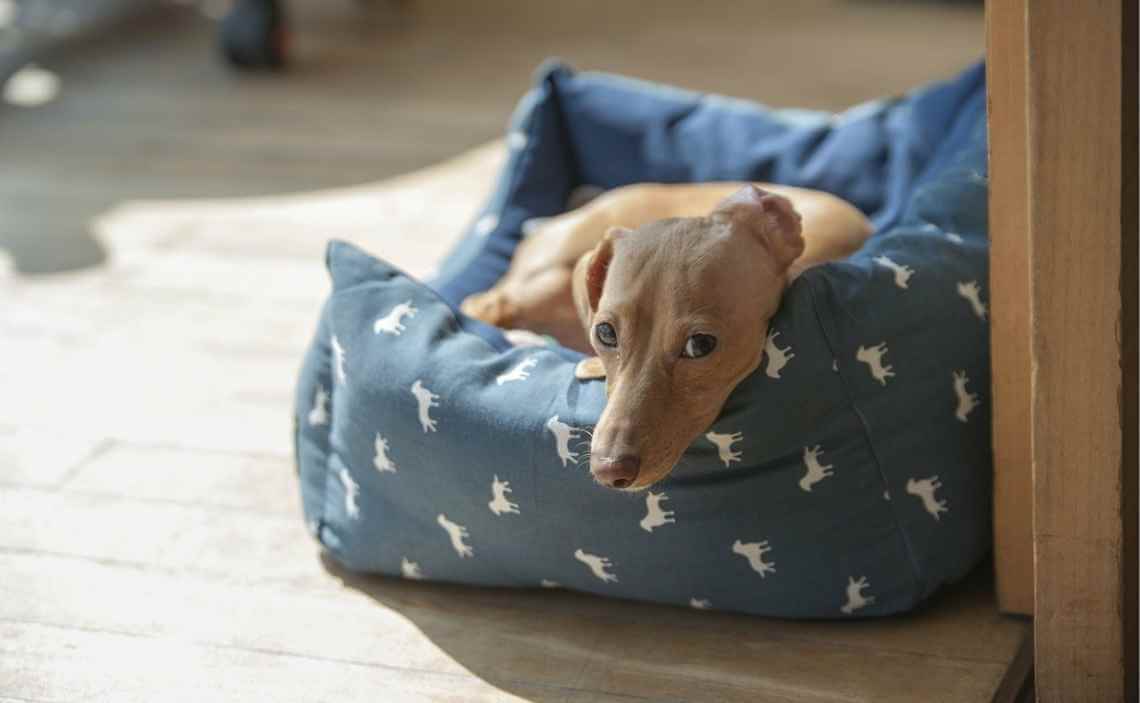 daschund in dog bed