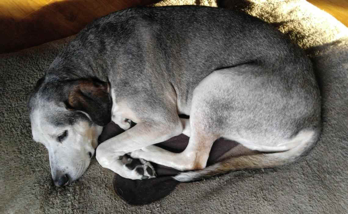 dog curled up on extra large dog bed