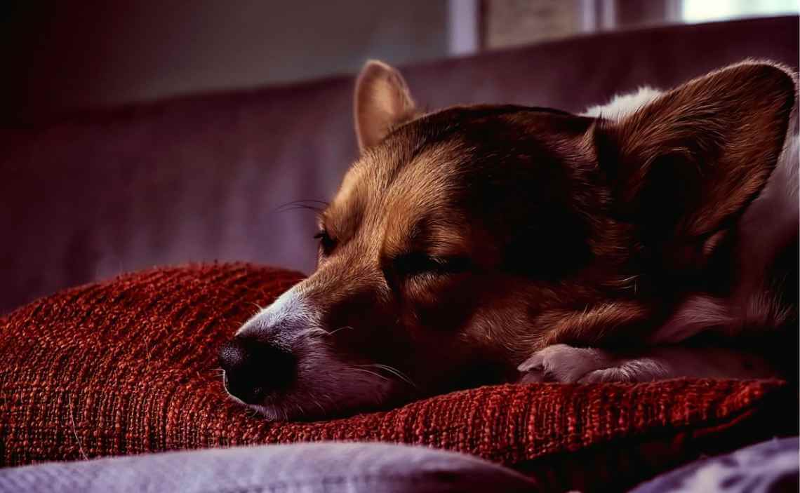 dog sleeping on bed of pillows