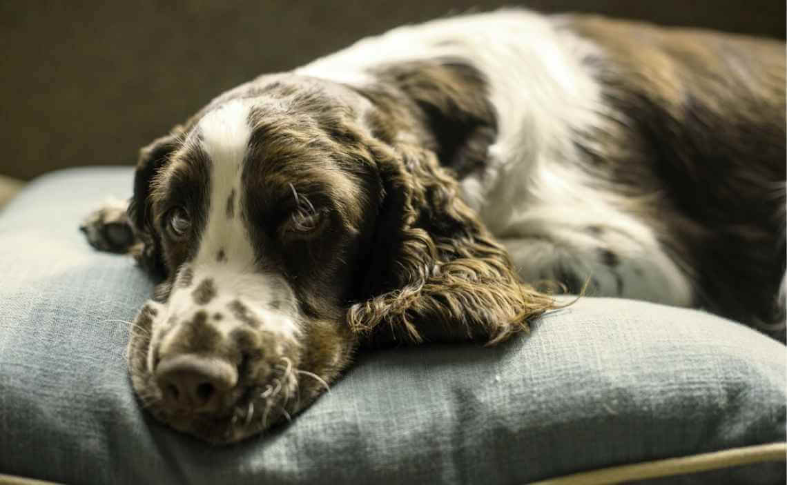 springer on dog bed