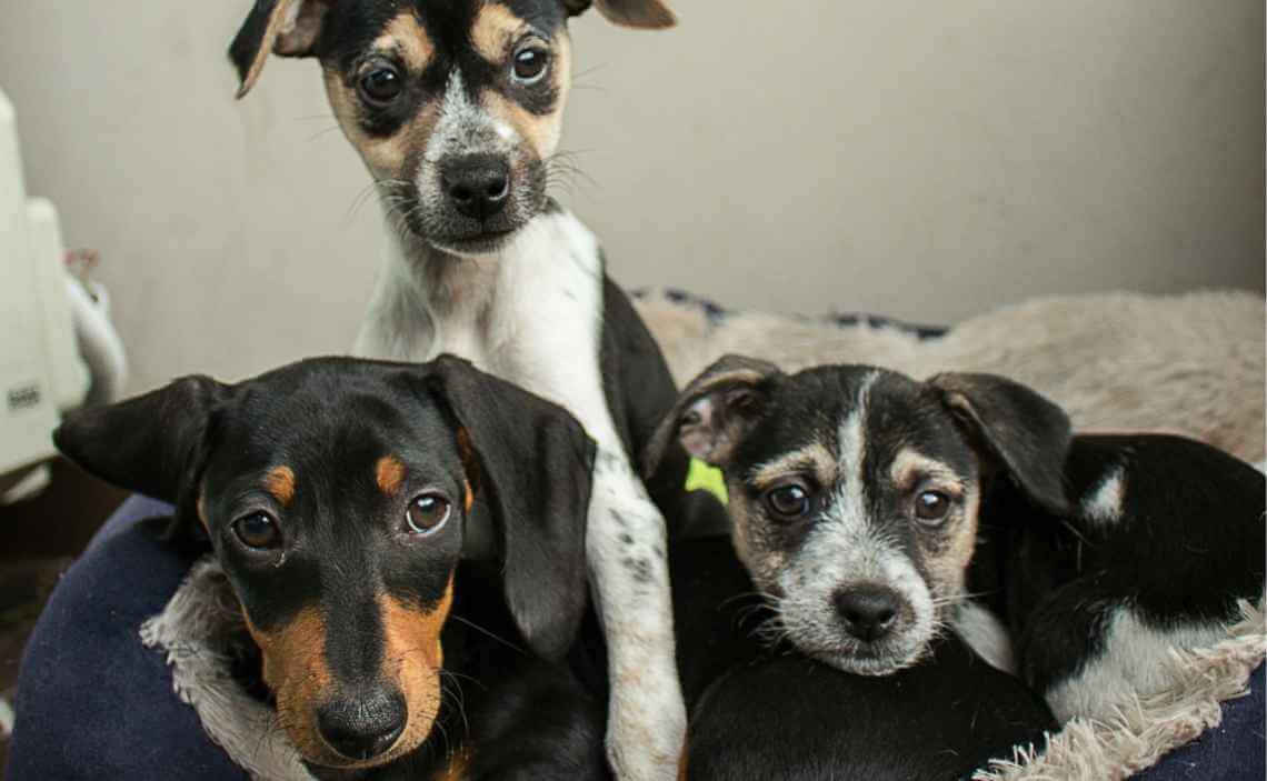 three dogs in dog bed together