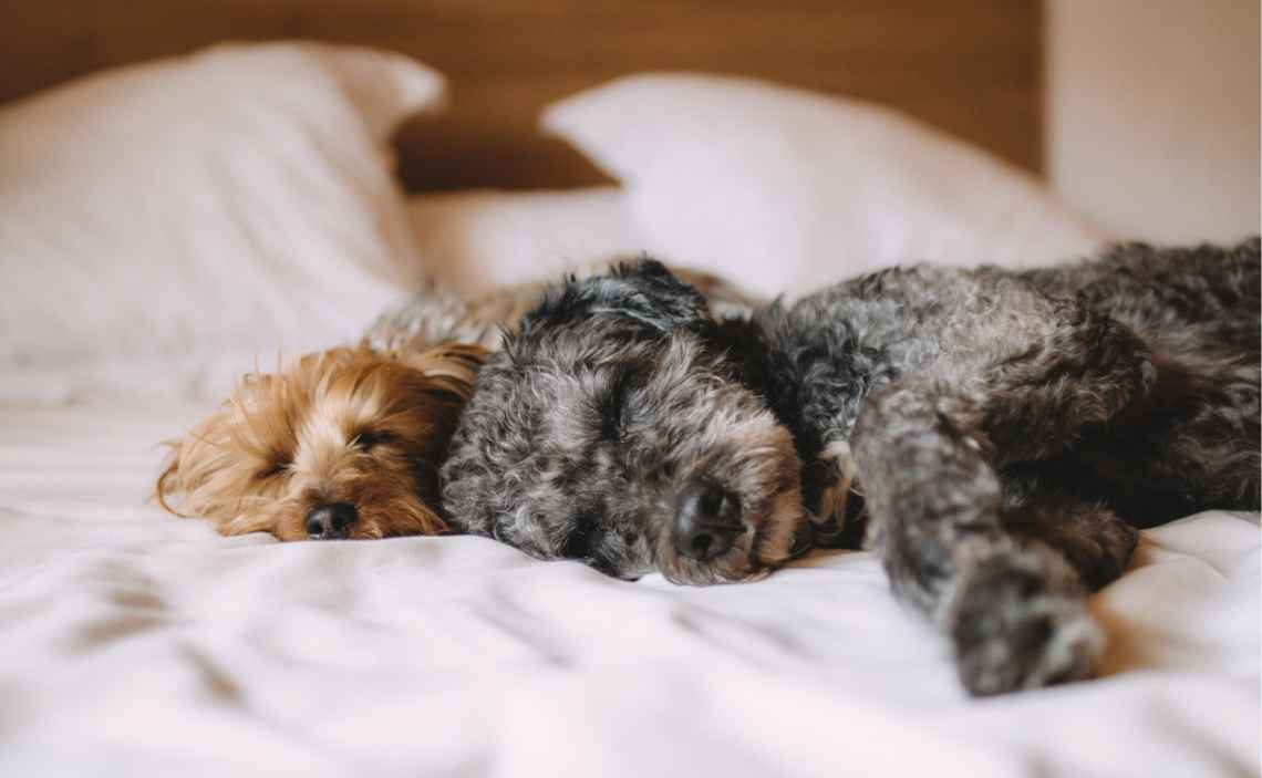 yorkies snuggling on bed