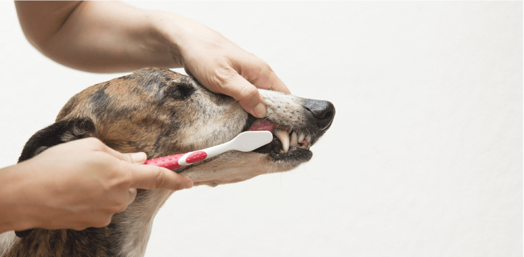 how-to-brush-your-dog-s-teeth