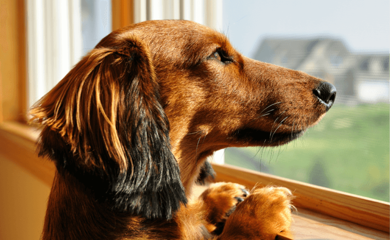 extra-blog-image-how-long-can-you-leave-your-dog-alone-canine