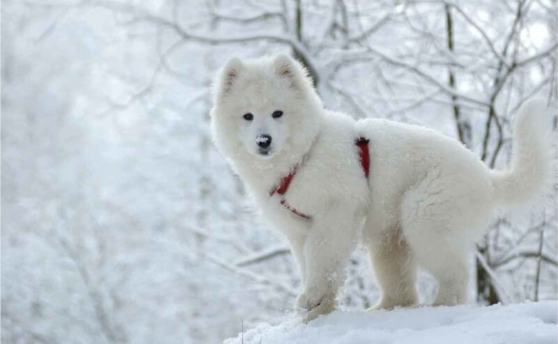 husky size snow pants