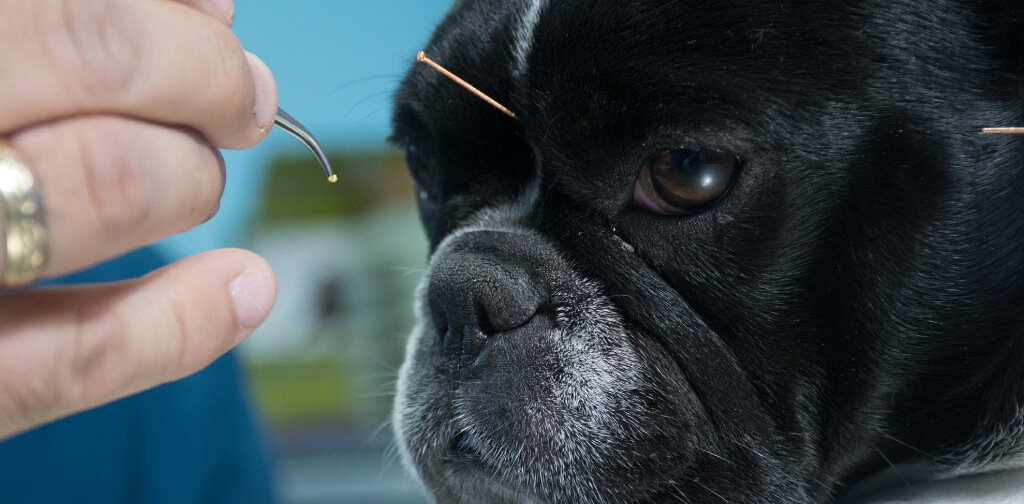 Does Acupuncture for Dogs Really Work? - Canine Campus Dog Daycare ...