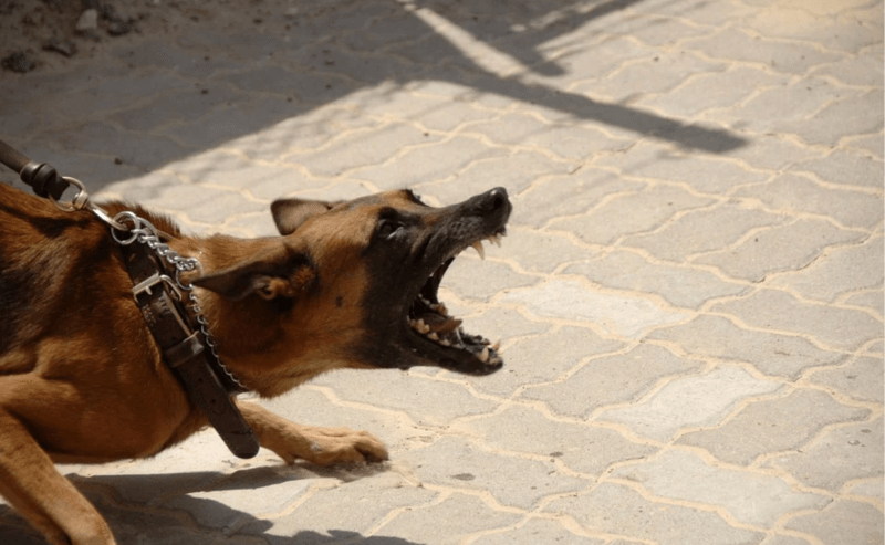 Why Dogs Are Aggressive And How To Stop It Canine Campus Dog Daycare