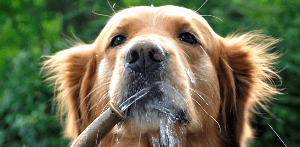 how do i keep my puppy hydrated