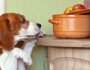 The Ultimate List of Foods You Can and Can’t Feed Your Dog