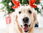 5 Non-Edible Dangers for Dogs During the Holidays