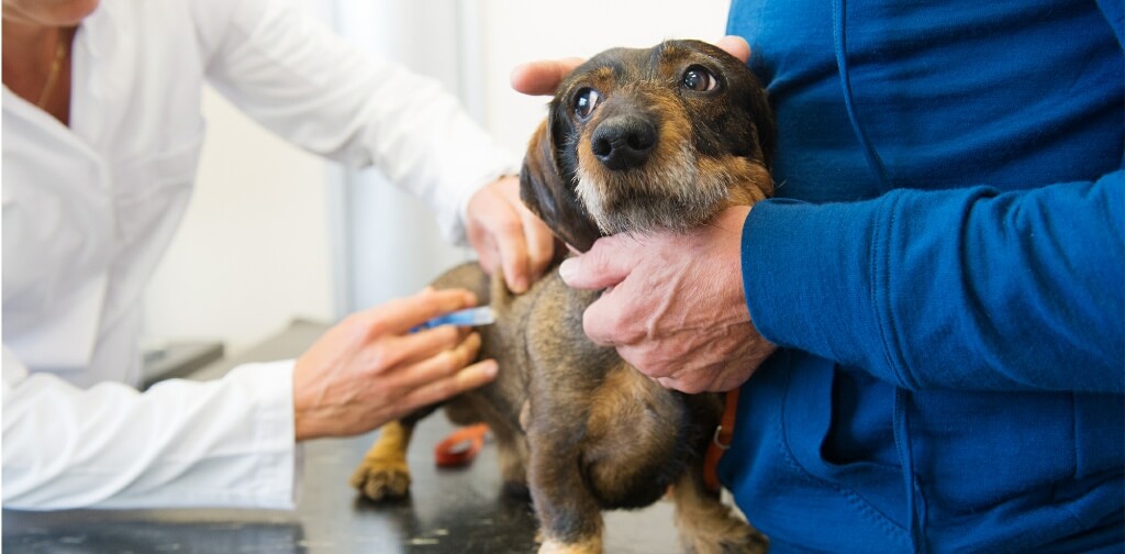 10 Tips to Help Calm Your Dog Before a Vet Visit - Canine Campus Dog ...