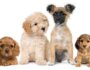 Most Popular Dog Names of 2021