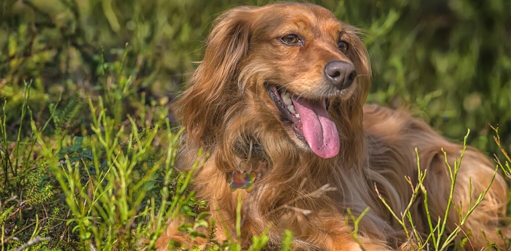 how long does it take for a dog to recover from tick fever