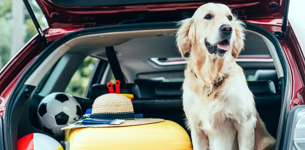 13-tips-for-an-enjoyable-road-trip-with-your-dog-canine-campus-dog