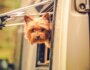 How to Choose the Best RV Pet Temperature Monitor to Keep Your Dog Safe