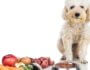 10 Easy Ways to Improve Your Dog’s Kibble Diet