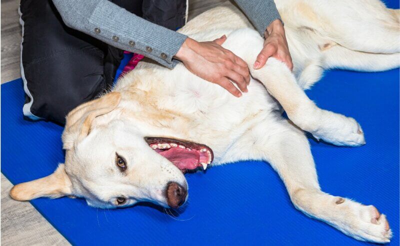 what-you-need-to-know-about-inflammation-in-dogs-canine-campus-dog