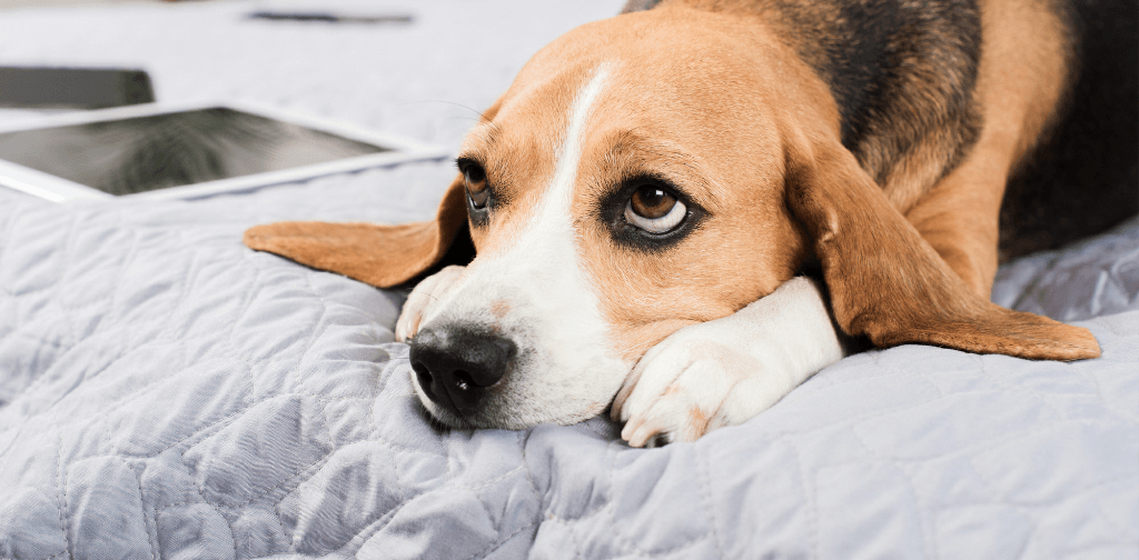 is canine cognitive dysfunction fatal