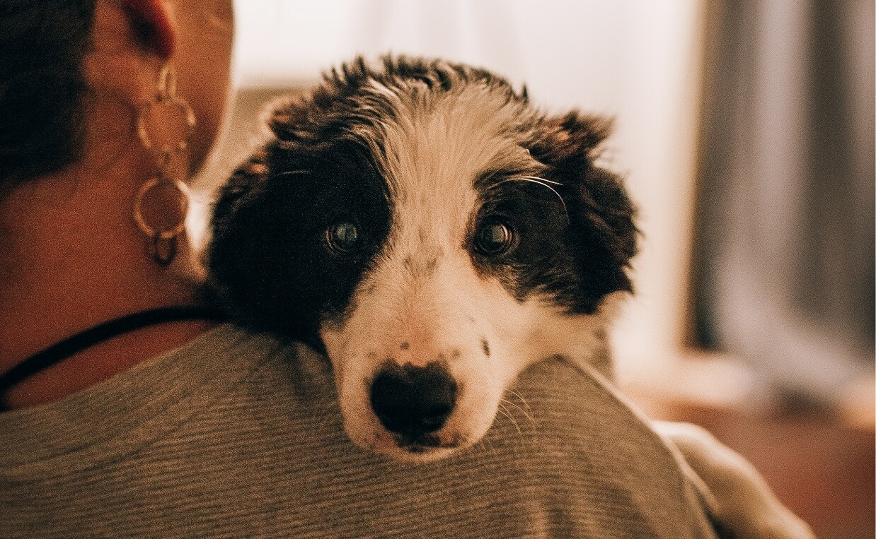 TELL LOVE border collie looking over shoulder of woman