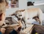 12 Dog Subscription Boxes