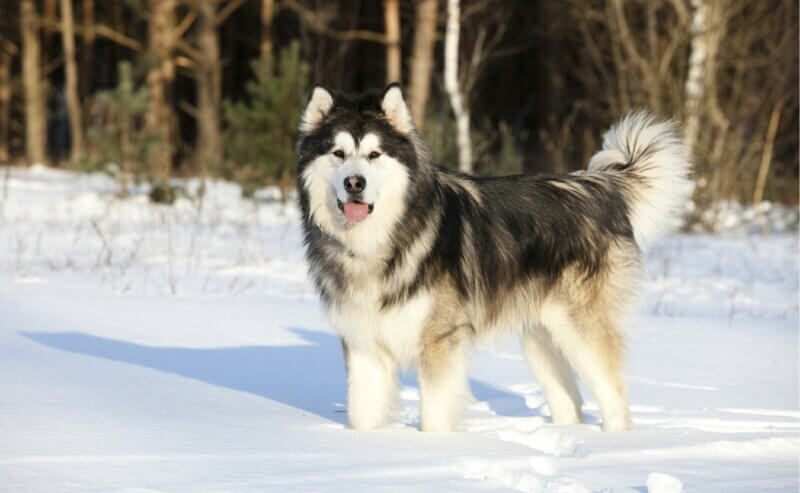 11 Most Ancient Dog Breeds on Earth - Canine Campus Dog Daycare & Boarding