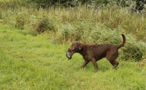 Cranial Cruciate Ligament Rupture in Dogs - Canine Campus Dog Daycare ...