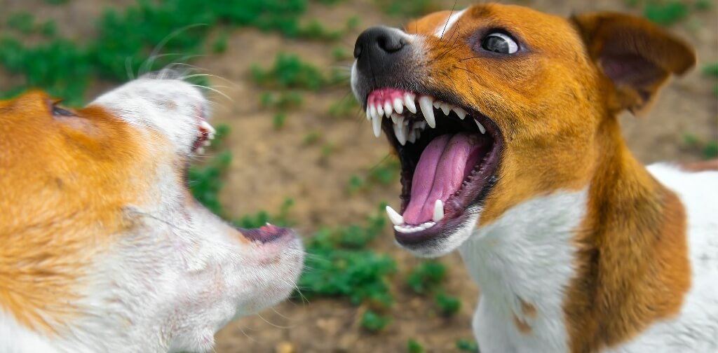 How to Stop Dog Aggression Toward Other Dogs - Canine Campus Dog ...