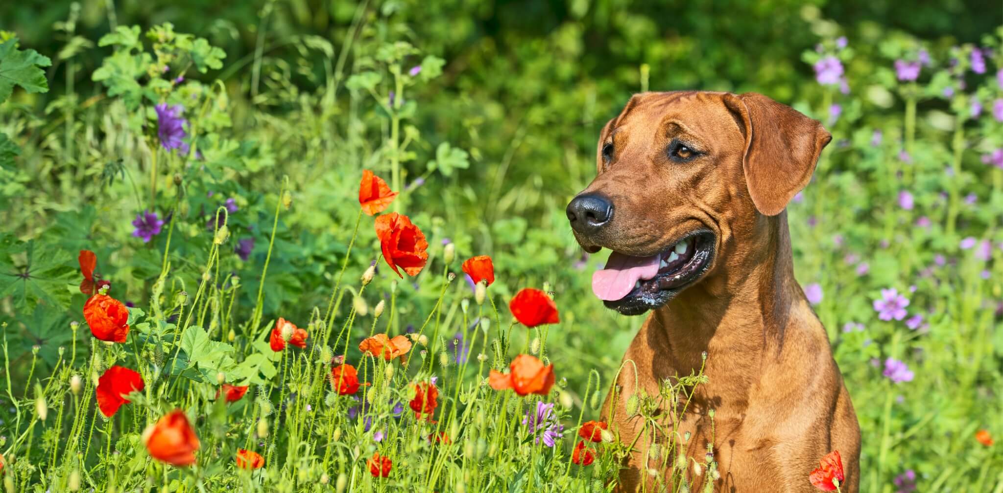 Rhodesian best sale ridgeback allergies