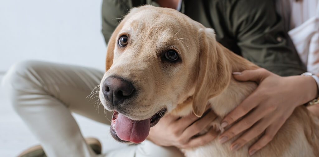 6 Strange Dog Behaviors Explained - Canine Campus Dog Daycare & Boarding