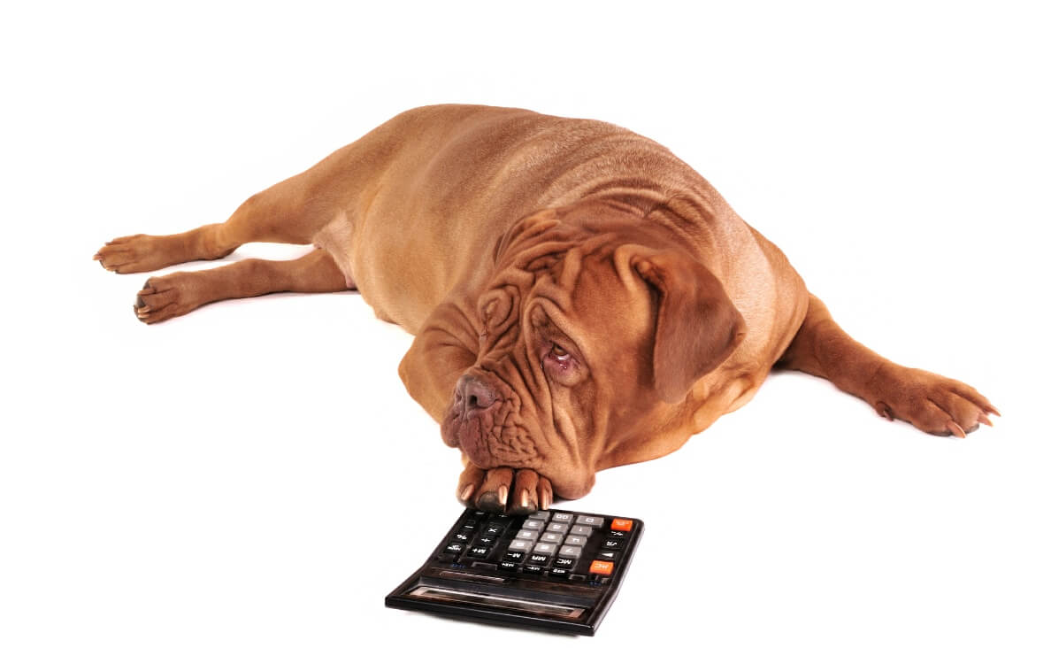 CAN DOGS COUNT - Dogue de Bordeaux with calculator