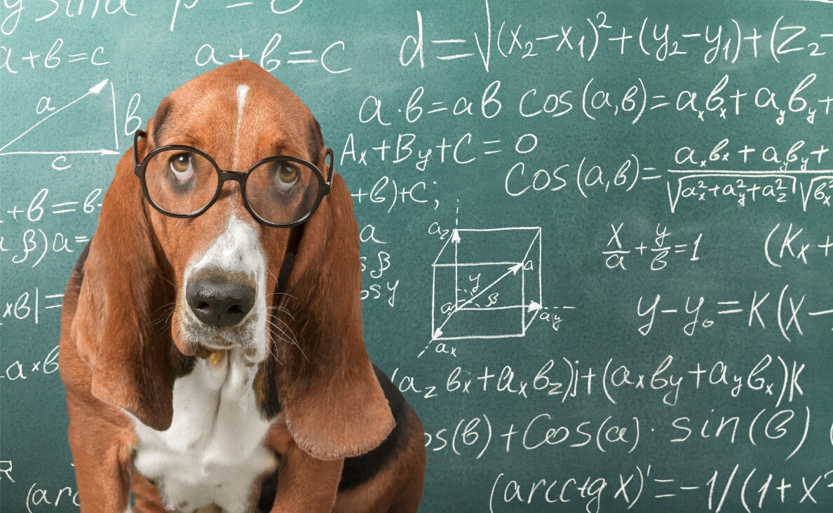 CAN DOGS COUNT - basset hound with mathematical calculations on chalkboard behind