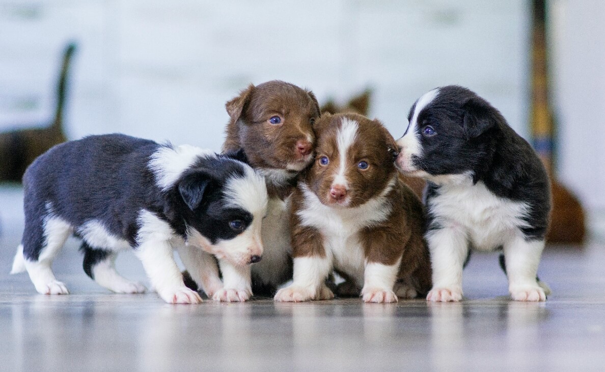 Do Puppies Remember Their Siblings - black and white and brown and white terrier puppies