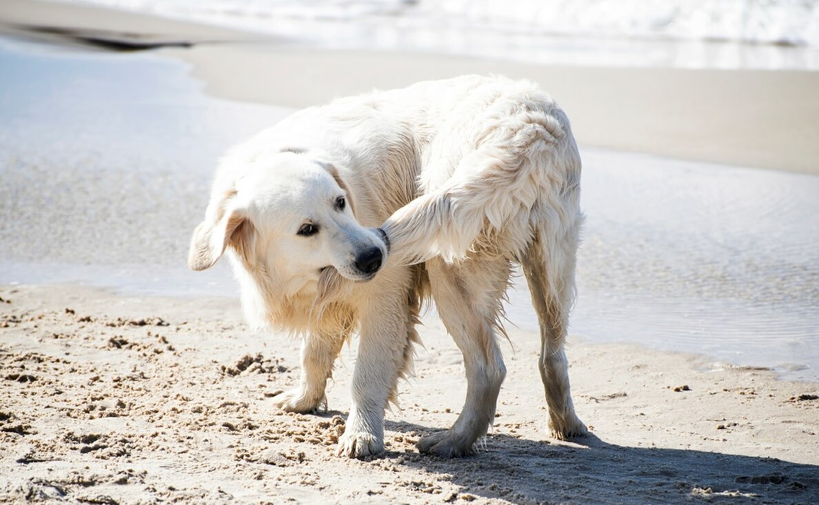 Dogs Chase Their Tails - Yellow Lab dog chasing its tail