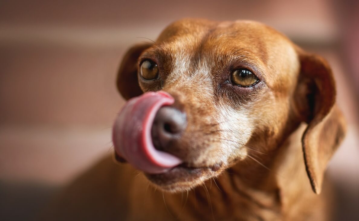 Dogs Lick the Air - red brown dachshund dog licks air