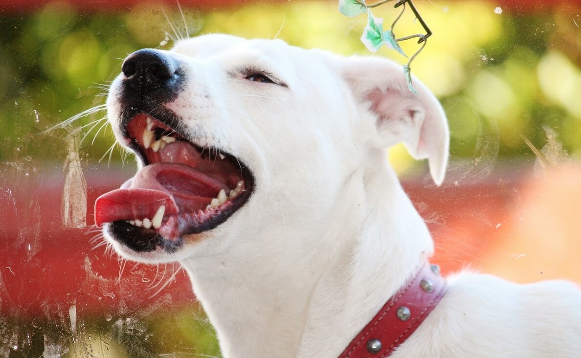 Dogs Lick the Air - white labrador licks air dental issues