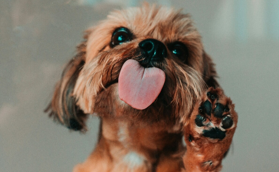 Dogs Lick the Air - yorkie dog licks air with paw in air