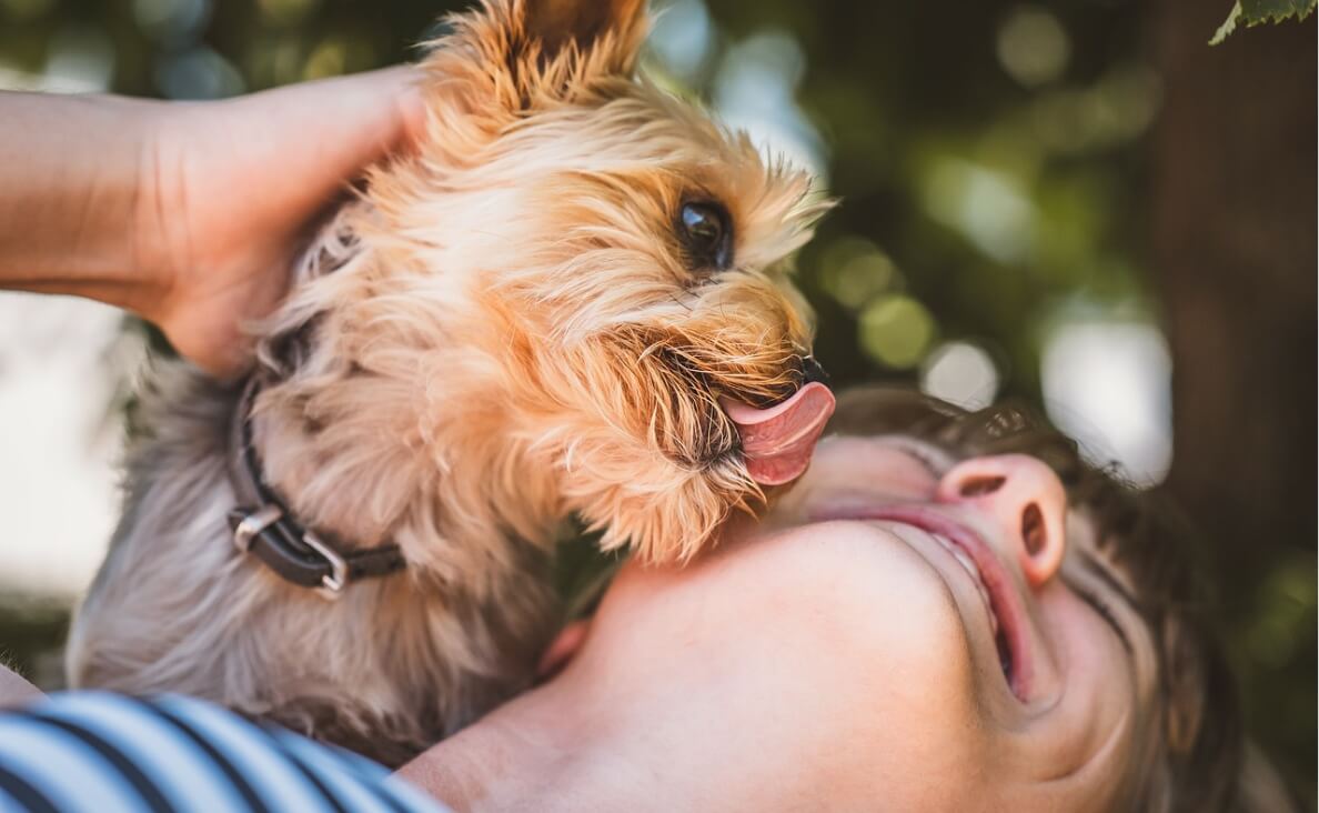 Dogs Lick the Air - yorkie licks woman