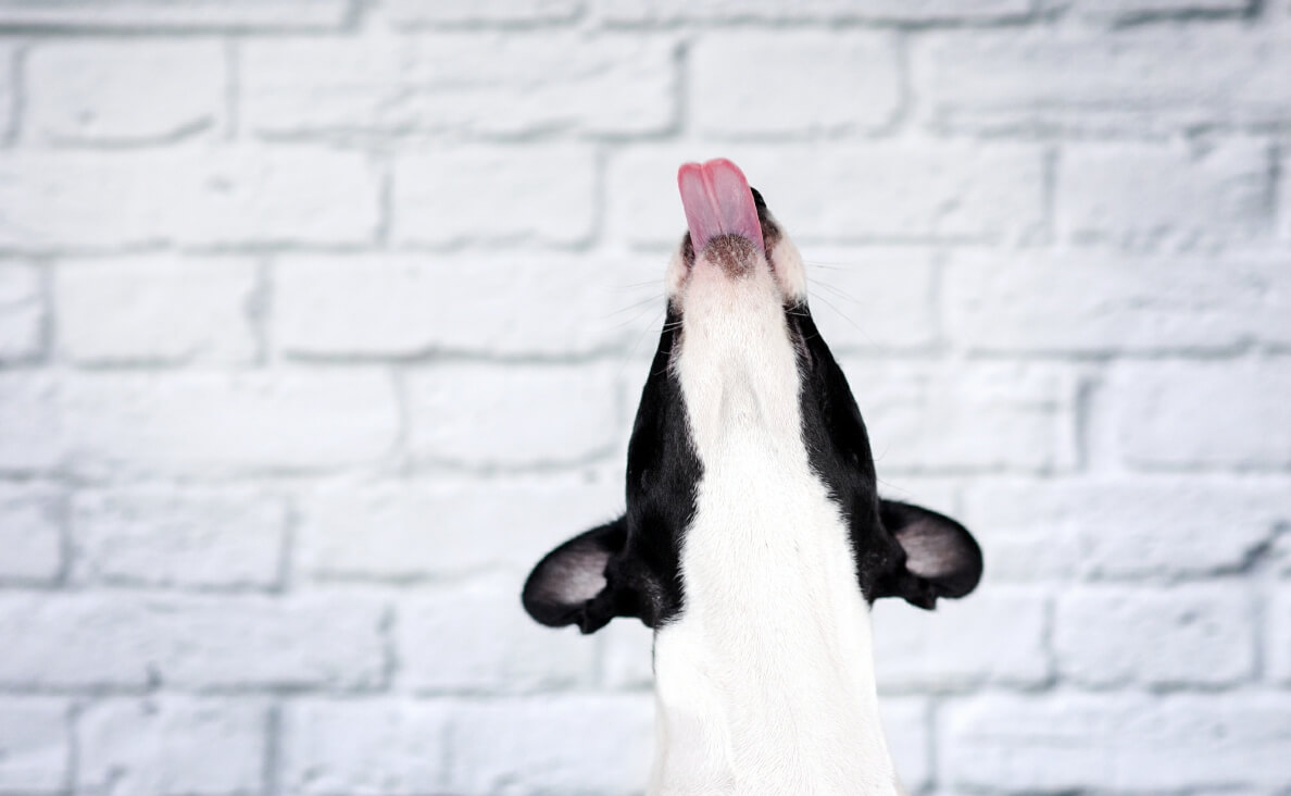 Surprising Reasons Your Dog Licks the Air