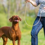 The Ultimate Guide to Using a Flirt Pole for Dogs