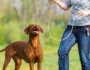 The Ultimate Guide to Using a Flirt Pole for Dogs