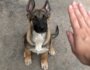 How to Teach Your Puppy the "No" Command